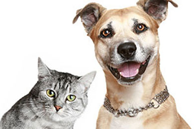 photo of a cat and a dog