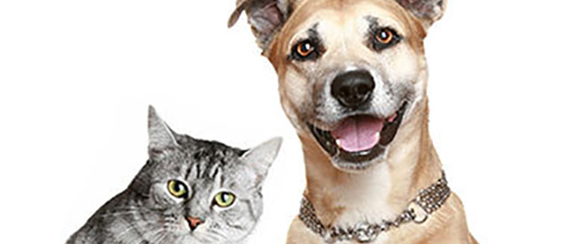 photo of a cat and a dog