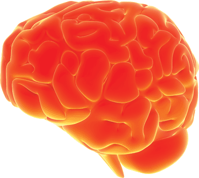 Brain Illustration