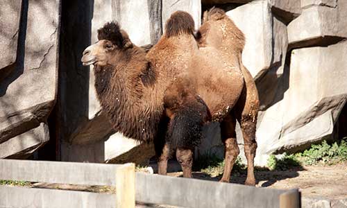 Camel at the Milwaukee County Zoo