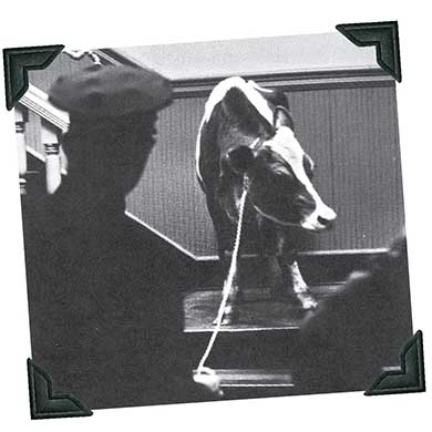 cow on the stairs in Main Hall