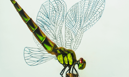 watercolor illustration of a dragonfly