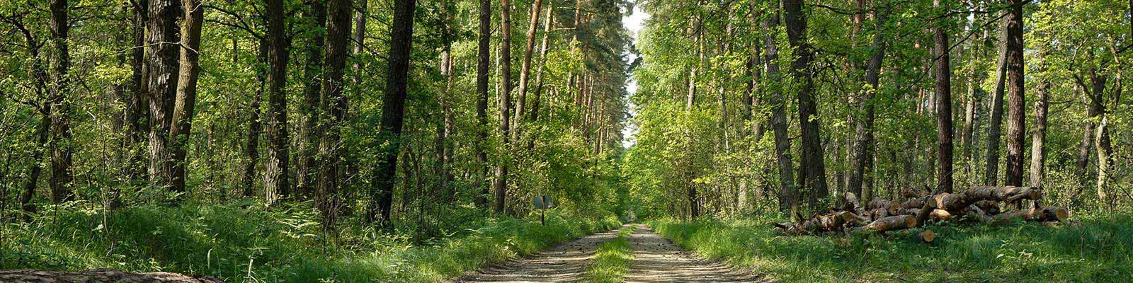 green forest