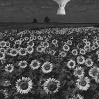 Surreal photograph of a field of flowers